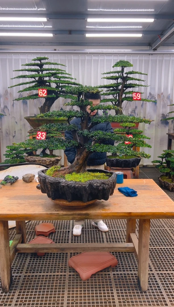 无花朵阿*。精品盆景直播间一物一拍