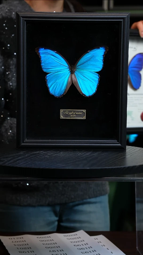 大蓝闪蝶黑绒底版10寸欧式框（带证书）