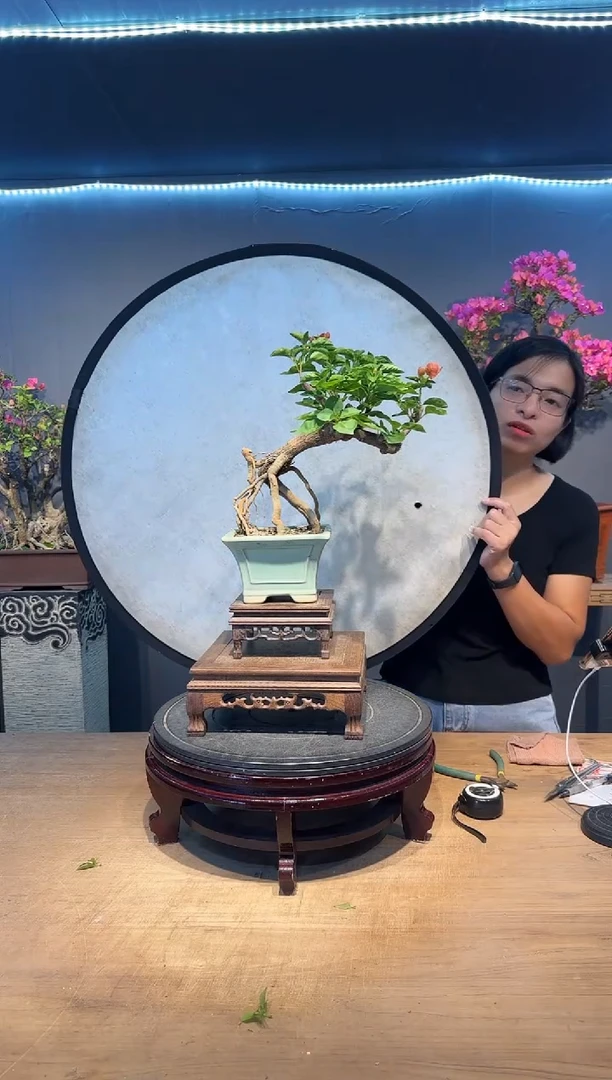 三角梅不甜西瓜三角梅