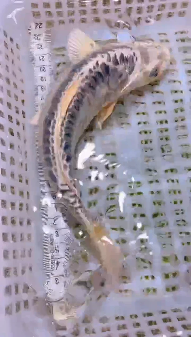 锦鲤冷水观赏鱼全场包邮29