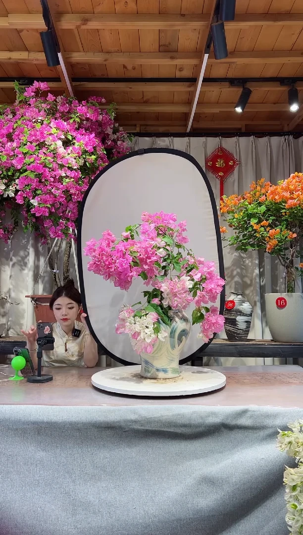 大量花朵（建议范围：8朵-15朵 或40%以上）口红三角梅三角梅