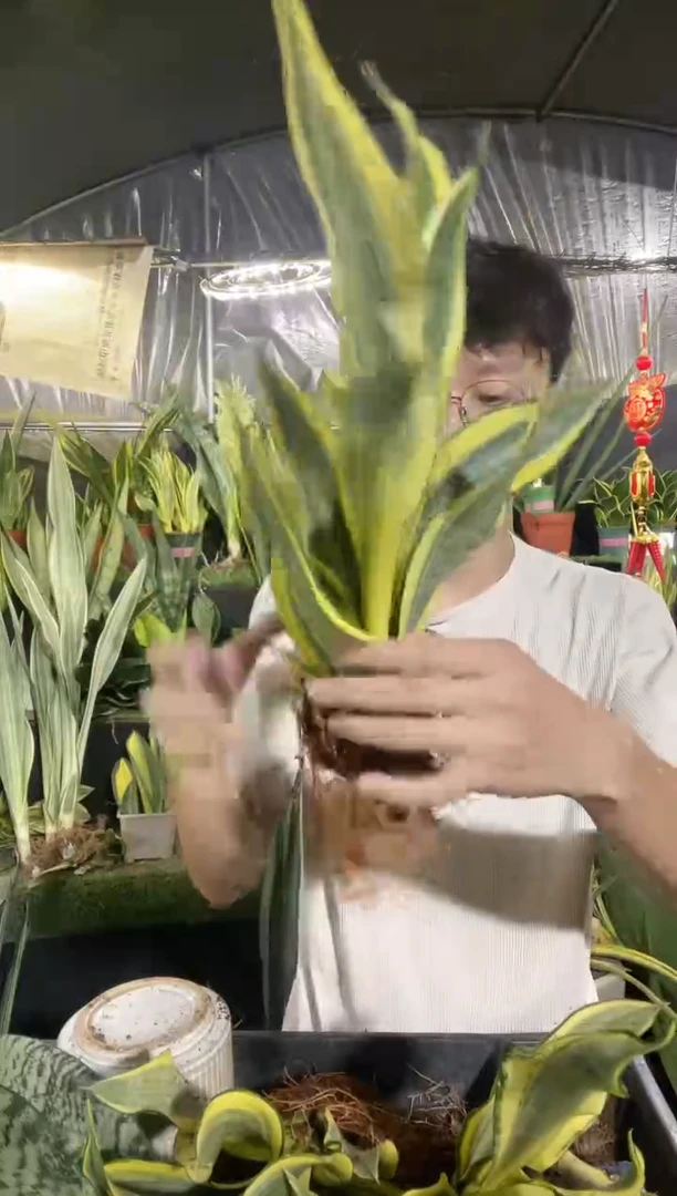 大号水月兰裸根16.8