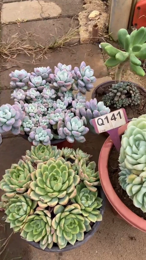 Q141多肉组合默认脱土发货