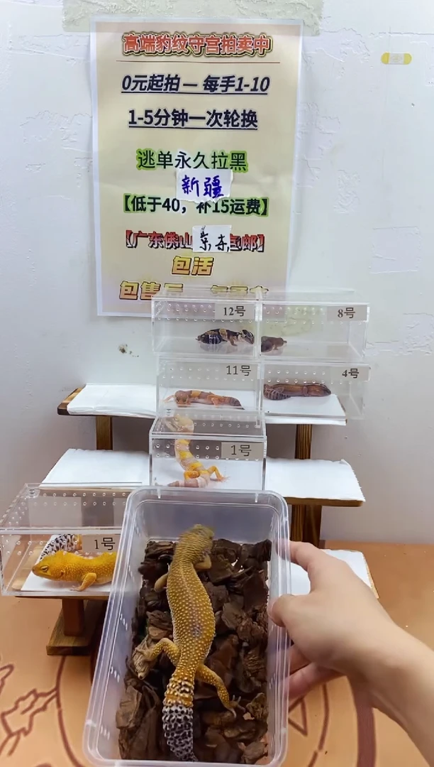 豹纹守宫豹纹守宫幼苗亚成体成体肥尾