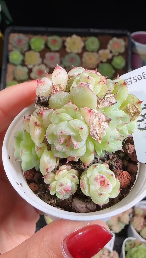 1105-185麦秆群带盆土不包整