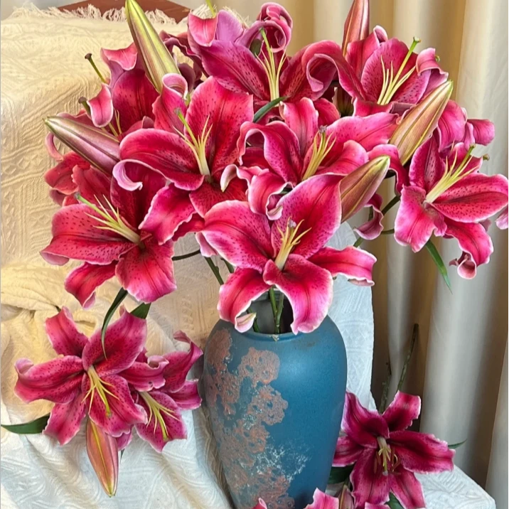 【探花甄选】黑美人百合  任意两单顺丰冷链包邮