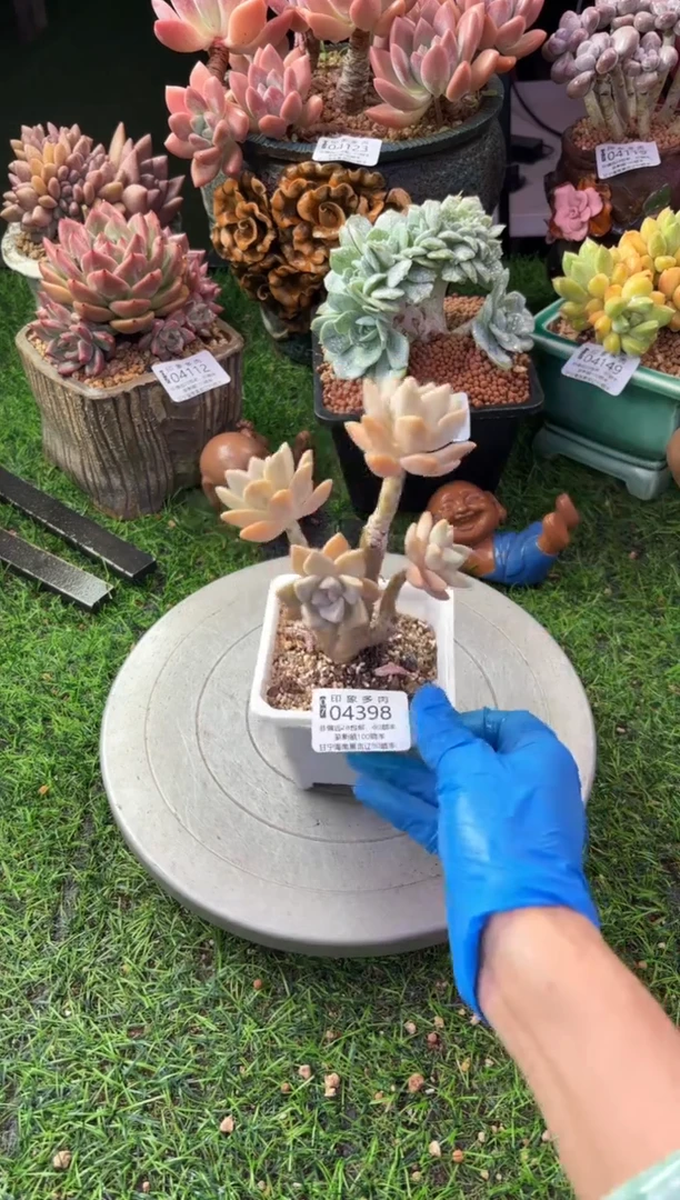 昆明印象多肉04398