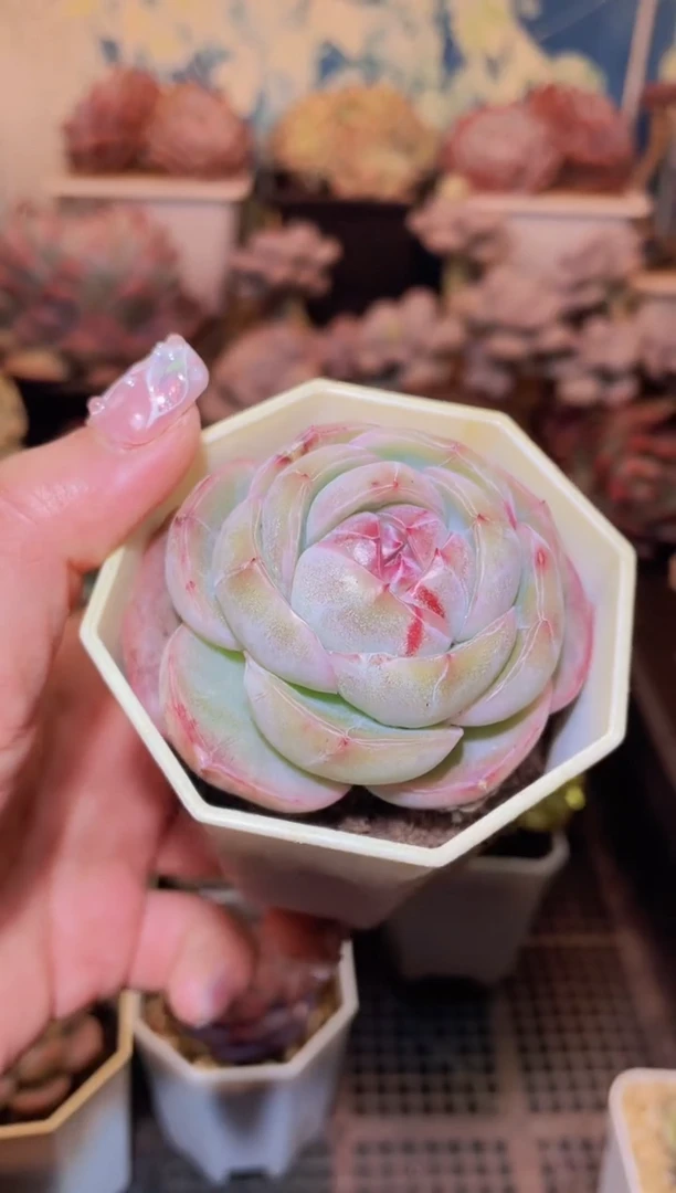 【闪购商品】233霸道珍妮