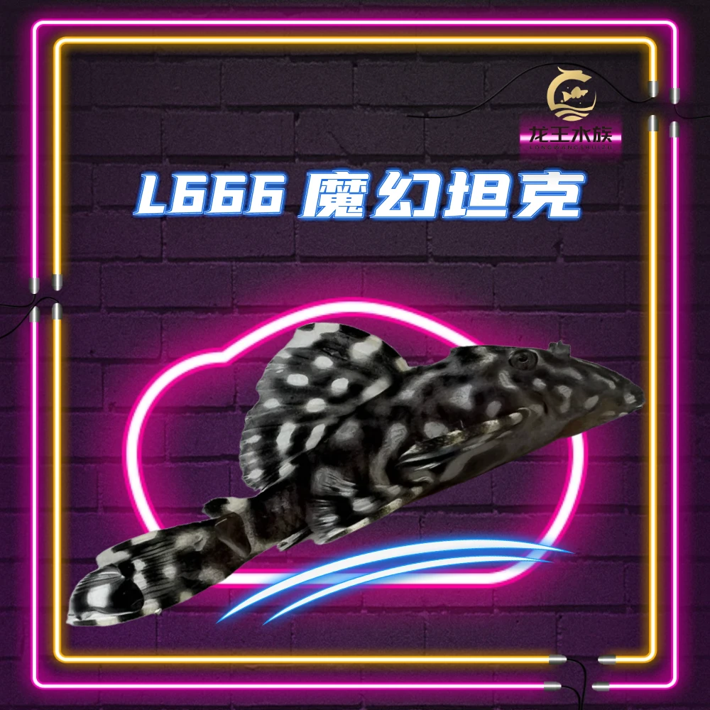 热带观赏鱼L666魔幻坦克异型鱼小鱼南美观赏鱼