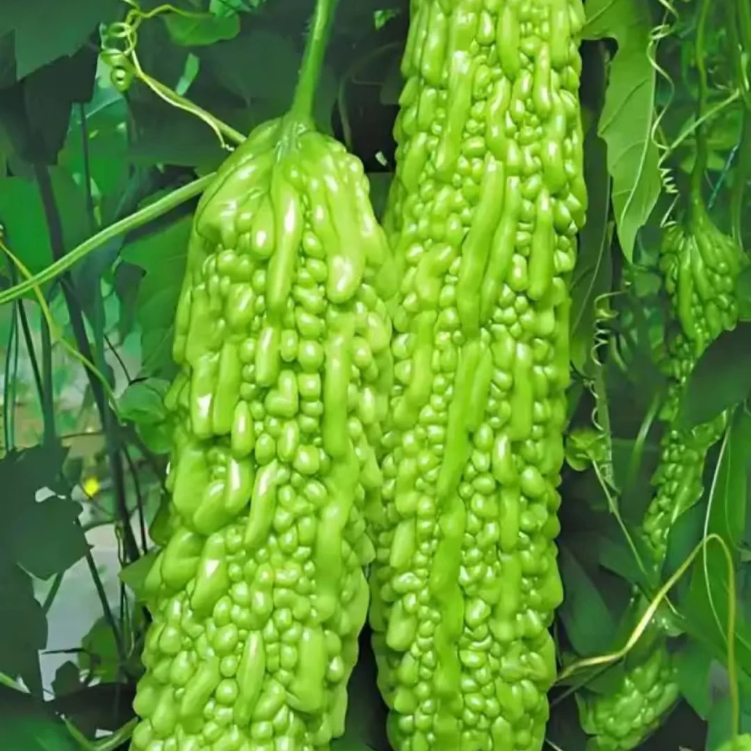 乡村农家自种蔬菜苦瓜，现摘现发