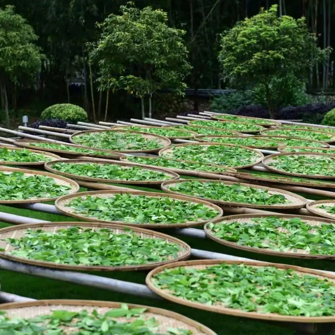 其云正岩【云芬/云川/月/好/素心兰/马跃青云水仙/各1泡 】