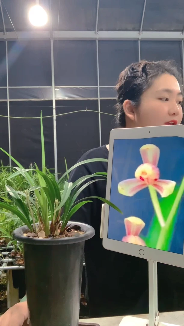 当前无花朵，栽培后可花朵飛*红一品