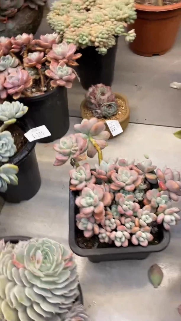 【闪购商品】11-116洛神