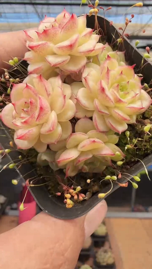 东云多肉园新款-268