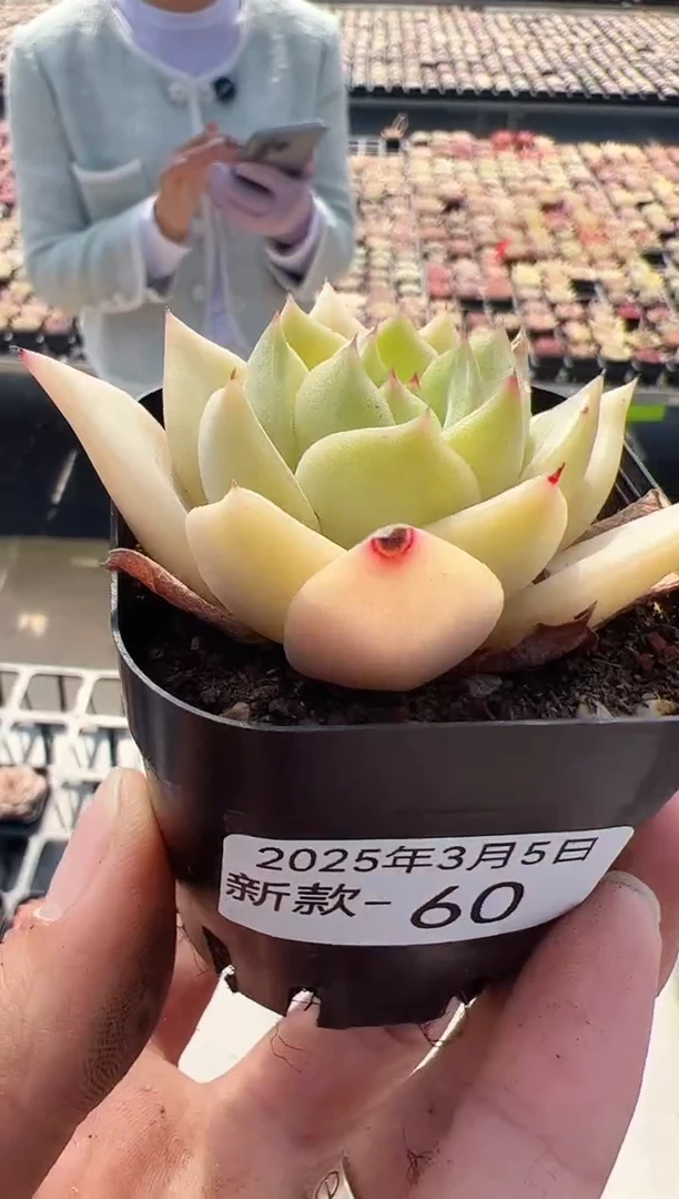 【闪购商品】新款多肉-60