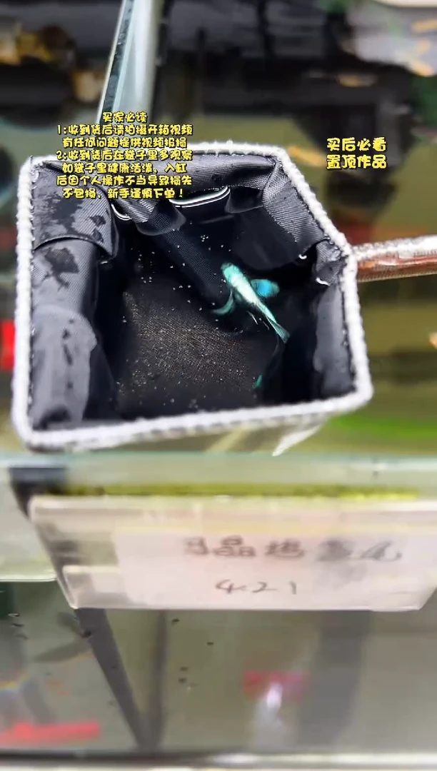 孔雀鱼无怨孔雀鱼 蓝礼服