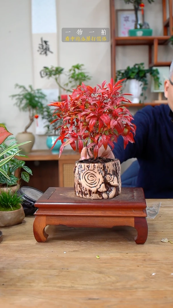 完全开放莫*、南天竹443