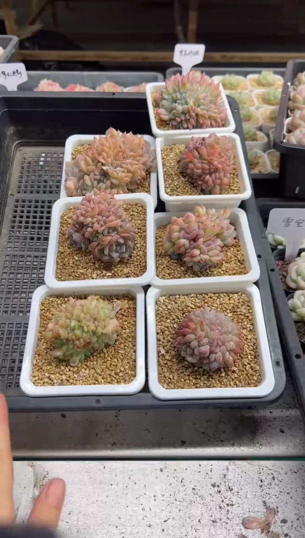 【闪购商品】补灯冰魄大缀化一颗