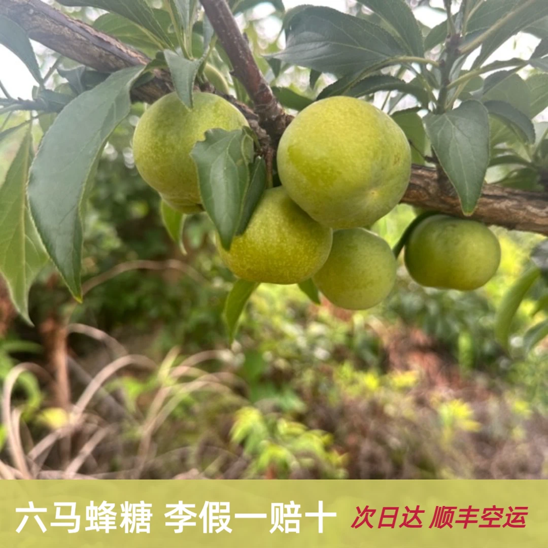 次日达顺丰贵州正宗镇宁六马蜂糖李新鲜现摘脆甜多汁脱核当季水果2-5斤贵州省