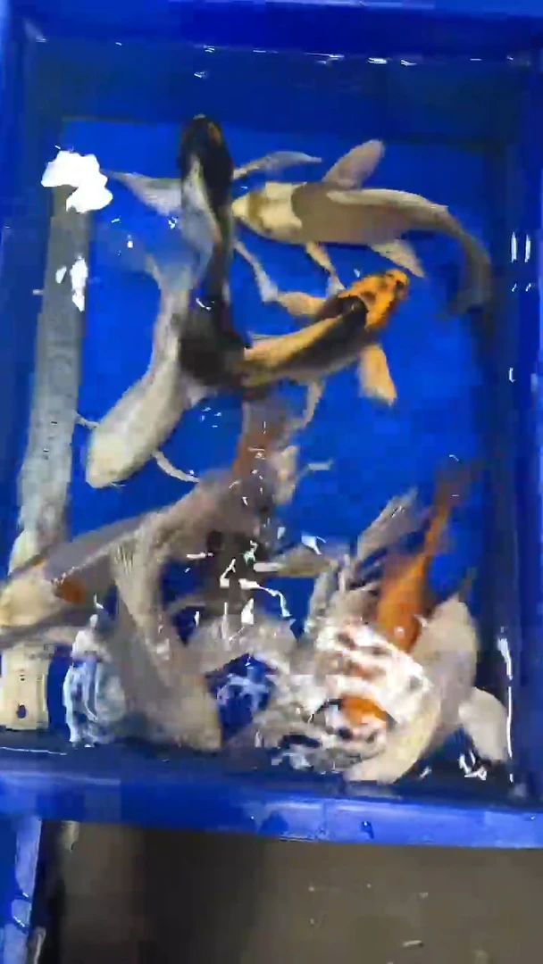 蝴蝶鲤鱼帥*曼蝴蝶鲤直播选鱼专用链接 凭开箱视频售后