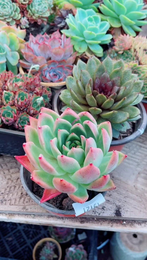 花*19121多肉植物一物一拍