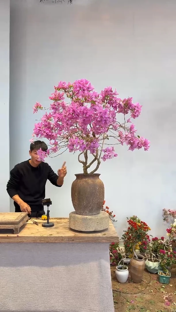 以实际为准三角梅44