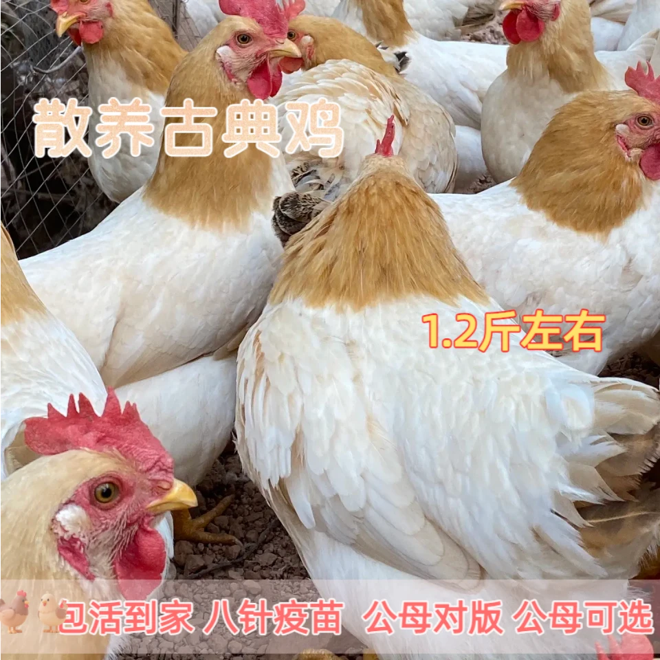 （杏花鸡）5只果园放养古典鸡八针疫苗好养活长尾鸡宠物鸡1.2斤左右
