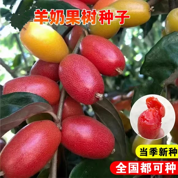 羊奶果种子盆栽地栽羊奶子果树苗高产春季四季南北方水果种子大全