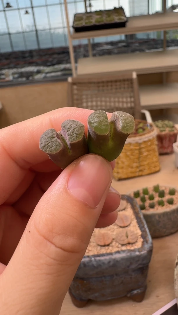 7-241多肉植物肉锥磁铁一颗