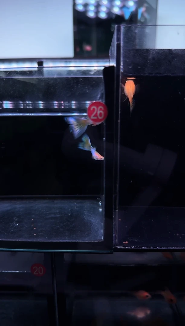 孔雀鱼2号极光3对