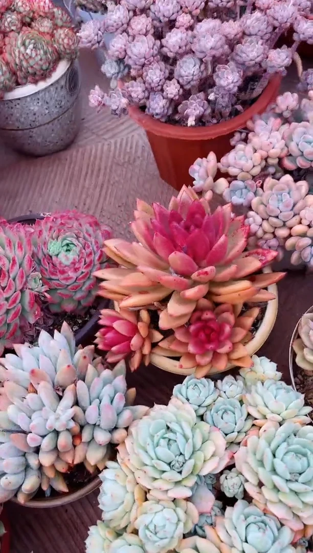 【闪购商品】08138