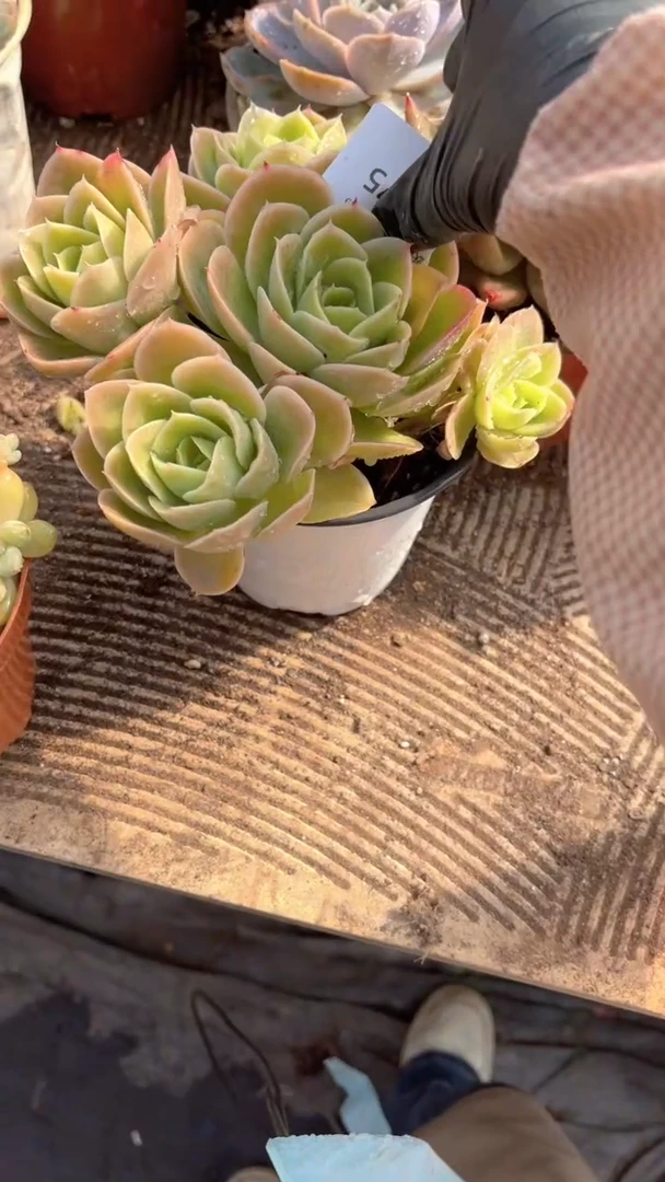 小****8跃跃精品多肉29075