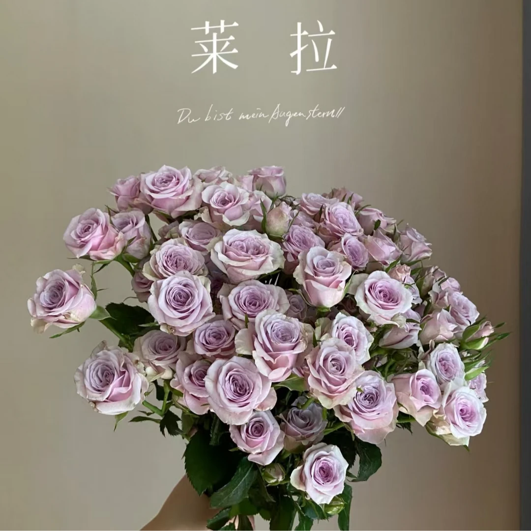 （莱拉-多头玫瑰）玫瑰云南基地直发生活鲜花