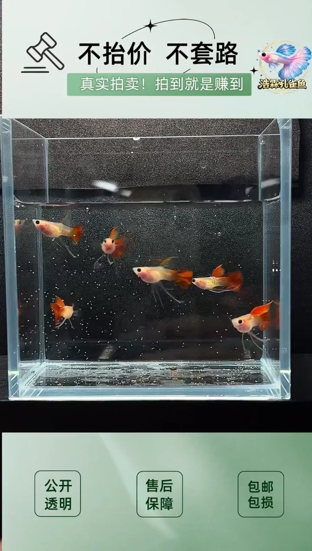 2不分公母热带海域银河琉璃玻璃猫长公6只编号40
