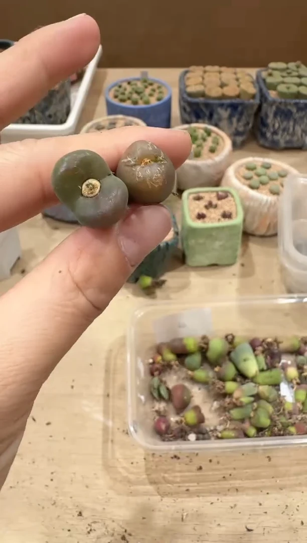 多肉植物肉锥16-279