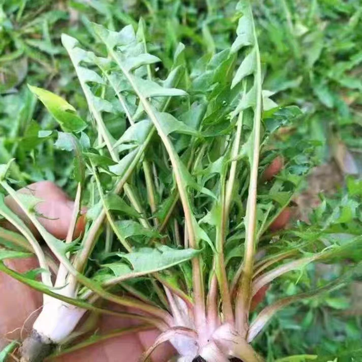 东北新鲜婆婆丁天然无添加山野菜不加水黄瓜香野菜