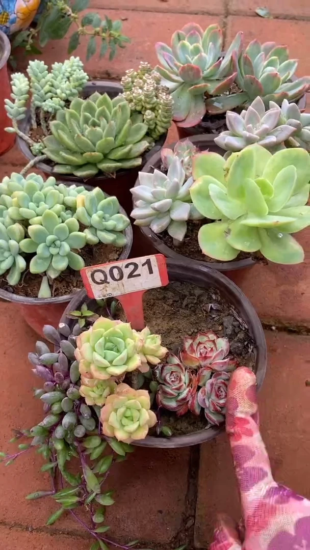 Q021多肉组合默认脱土发货
