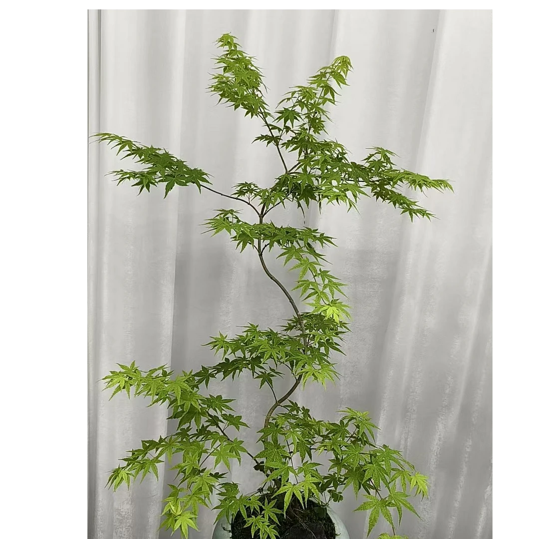 流泉枫，一物一拍专属链接