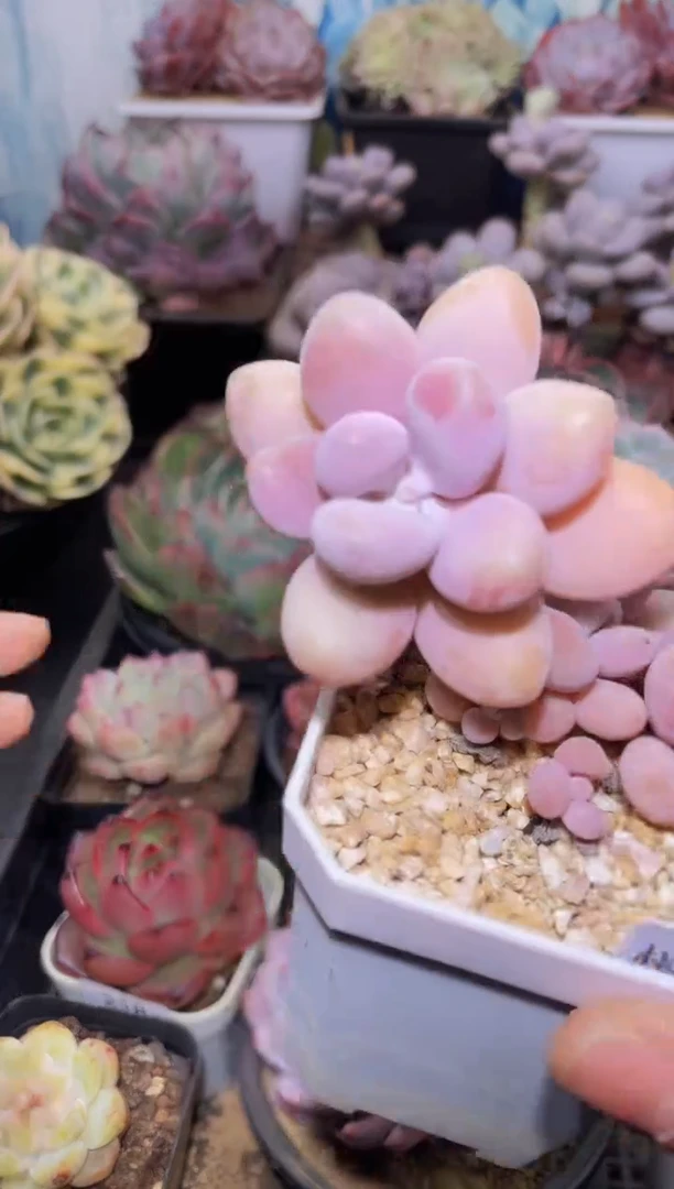 【闪购商品】222桃蛋多肉