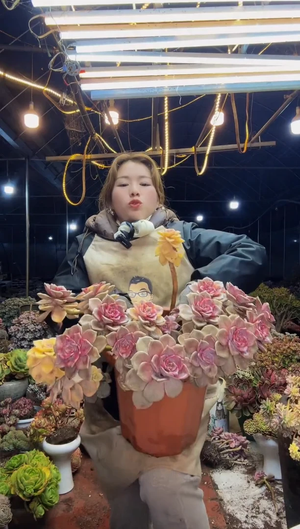 【闪购商品】紫乐锦10号一物一拍脱土包邮