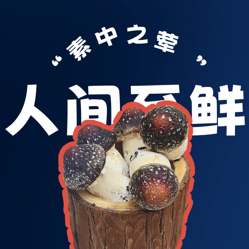 新鲜松茸1kg/箱当季菌菇美味鲜赤松茸火锅食材炒菜配菜煲汤鲜菌类
