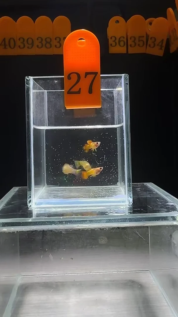 孔雀鱼皇家日落普通体编号27