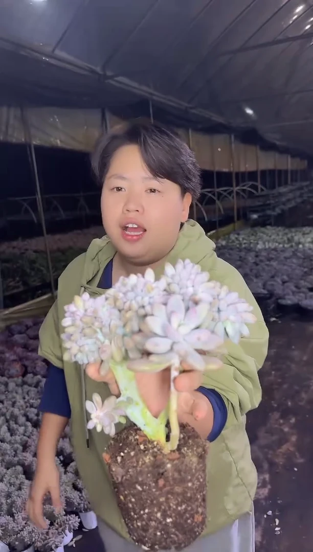 汤圆缀化9.99