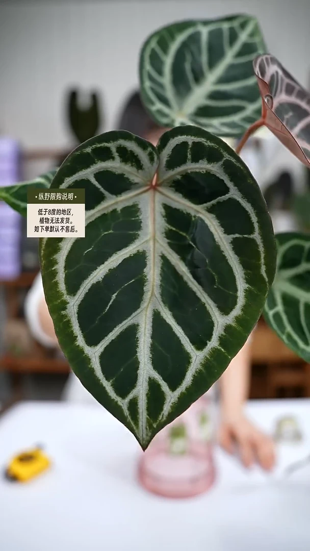 完全开放Y72女团杂