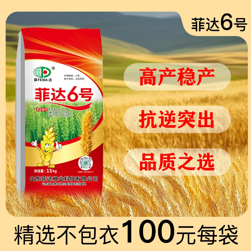 【菲达6号】矮杆大穗增产稳产 籽粒饱满 抗倒伏能力强小麦种子