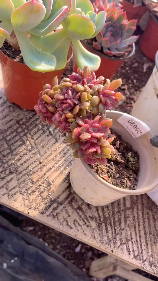 ^****^跃跃精品多肉25020