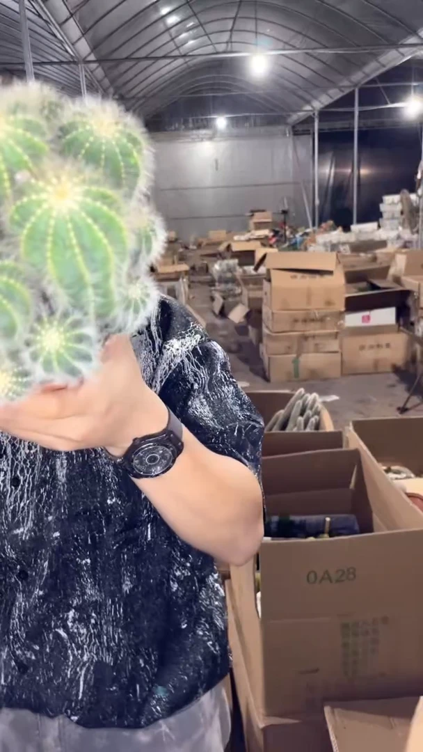 银冠 群生【带根】