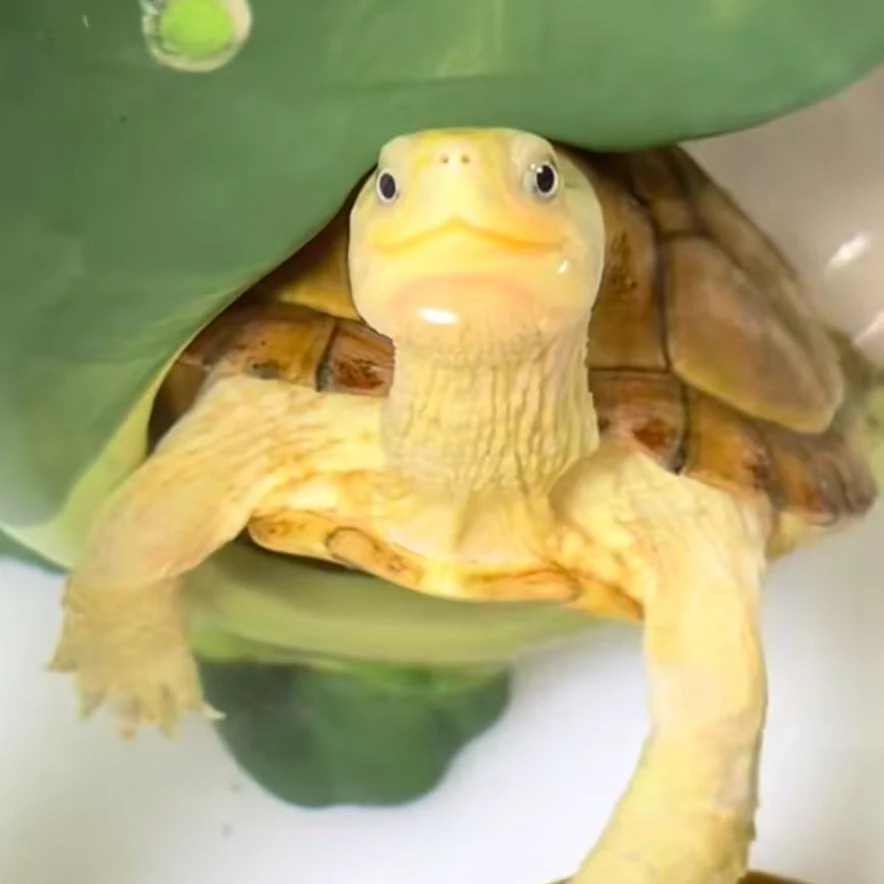 微笑脸三黄小青龟，皖南纯种小青龟，活体爬宠宠物观赏龟