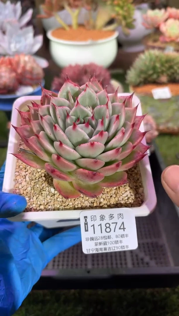 【闪购商品】11874