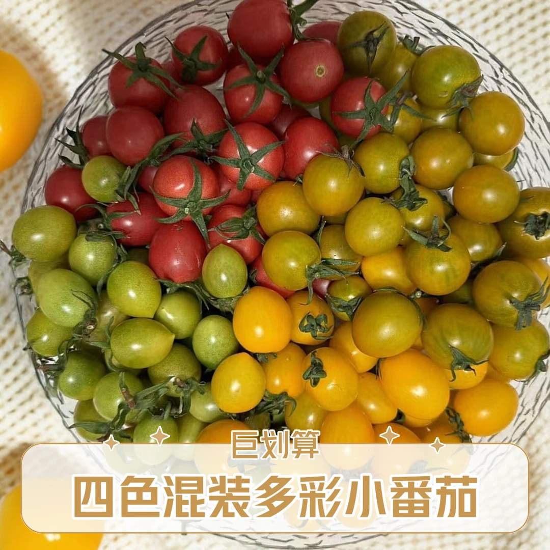 【四色搭配】山东寿光原产地直发多彩圣女果小番茄新鲜好吃酸甜爆汁
